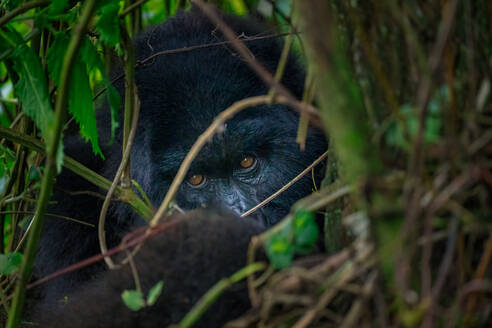 A mountain gorilla, a member of the Agasha family in the mountains of Volcanos National Park, Rwanda, Africa - RHPLF32680