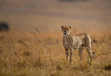 A male Cheetah (Acinonyx jubatus) in the Maasai Mara, Kenya, East Africa, Africa - RHPLF32681