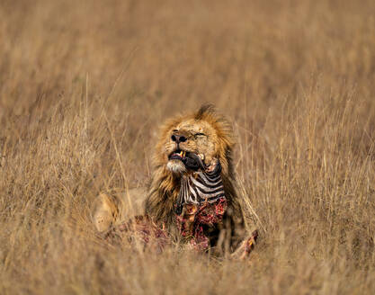 Adult male Lion (Panthera leo) consuming a Zebra head in the Maasai Mara, Kenya, East Africa, Africa - RHPLF32682