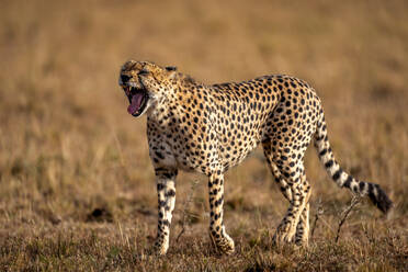 A male Cheetah (Acinonyx jubatus) in the Maasai Mara, Kenya, East Africa, Africa - RHPLF32683