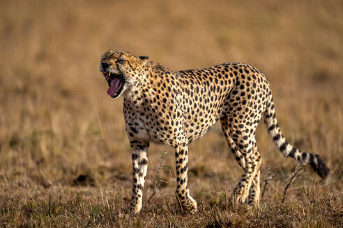 A male Cheetah (Acinonyx jubatus) in the Maasai Mara, Kenya, East Africa, Africa - RHPLF32683