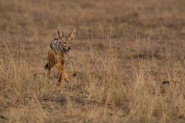 A running Black-backed Jackal (Canis mesomelas) in the Maasai Mara, Kenya, East Africa, Africa - RHPLF32685