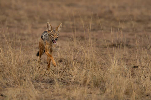 A running Black-backed Jackal (Canis mesomelas) in the Maasai Mara, Kenya, East Africa, Africa - RHPLF32685