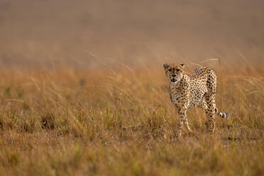 A male Cheetah (Acinonyx jubatus) in the Maasai Mara, Kenya, East Africa, Africa - RHPLF32686