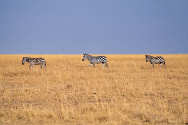 Zebras (Equus quagga) in the grasslands of the Maasai Mara, Kenya, East Africa, Africa - RHPLF32687