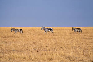 Zebras (Equus quagga) in the grasslands of the Maasai Mara, Kenya, East Africa, Africa - RHPLF32687