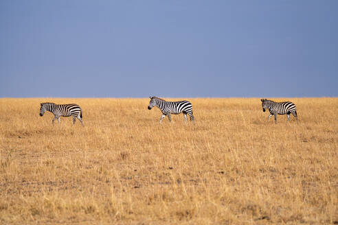 Zebras (Equus quagga) in the grasslands of the Maasai Mara, Kenya, East Africa, Africa - RHPLF32687