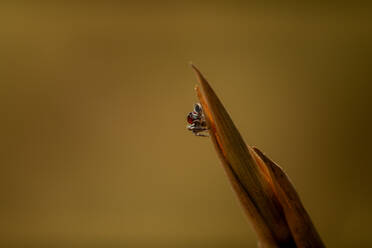 A peacock spider (Maratus speculifer) on a twig in the Maasai Mara, Kenya, East Africa, Africa - RHPLF32688