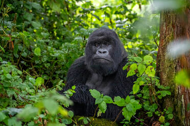 A Silverback mountain gorilla, a member of the Agasha family in the mountains of Volcanos National Park, Rwanda, Africa - RHPLF32689