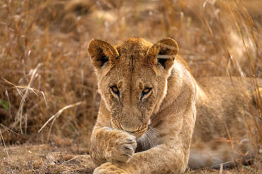 Adult Lion (Panthera leo) in the Maasai Mara, Kenya, East Africa, Africa - RHPLF32690