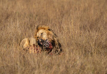 Adult male Lion (Panthera leo) consuming a Zebra head in the Maasai Mara, Kenya, East Africa, Africa - RHPLF32692