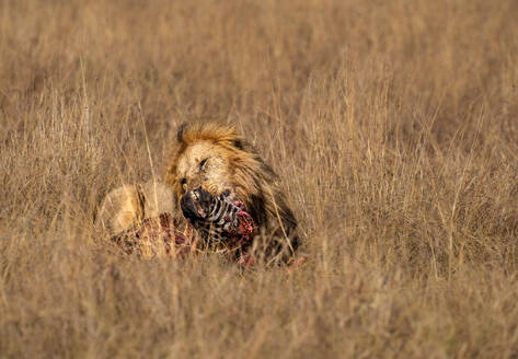 Adult male Lion (Panthera leo) consuming a Zebra head in the Maasai Mara, Kenya, East Africa, Africa - RHPLF32692