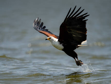 An African Fish Eagle (Icthyophaga vocifer), scooping a fish out of the water, Rwanda, Africa - RHPLF32695