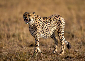 A male Cheetah (Acinonyx jubatus) in the Maasai Mara, Kenya, East Africa, Africa - RHPLF32698