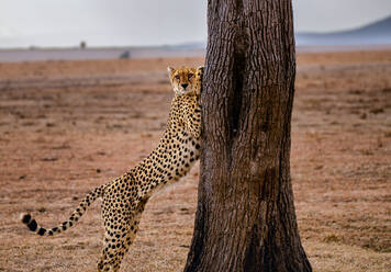 A male Cheetah (Acinonyx jubatus) stretching on a tree in the Maasai Mara, Kenya, East Africa, Africa - RHPLF32699