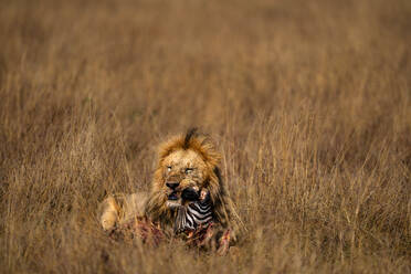 Adult male Lion (Panthera leo) consuming a Zebra head in the Maasai Mara, Kenya, East Africa, Africa - RHPLF32701