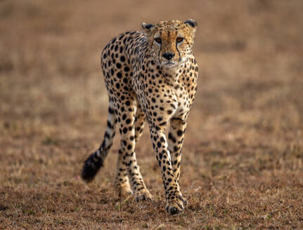 A male Cheetah (Acinonyx jubatus) in the Maasai Mara, Kenya, East Africa, Africa - RHPLF32703