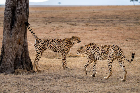 A male Cheetah (Acinonyx jubatus) spraying a tree to leave his scent in the Maasai Mara, Kenya, East Africa, Africa - RHPLF32704