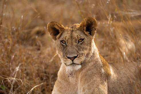 Adult female Lion (Panthera leo) in the Maasai Mara, Kenya, East Africa, Africa - RHPLF32706