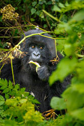 A mountain gorilla, a member of the Agasha family in the mountains of Volcanos National Park, Rwanda, Africa - RHPLF32707