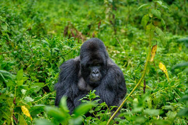 A Silverback mountain gorilla, a member of the Agasha family in the mountains of Volcanos National Park, Rwanda, Africa - RHPLF32708