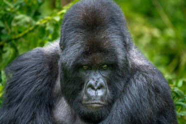 A Silverback mountain gorilla, a member of the Agasha family in the mountains of Volcanos National Park, Rwanda, Africa - RHPLF32709