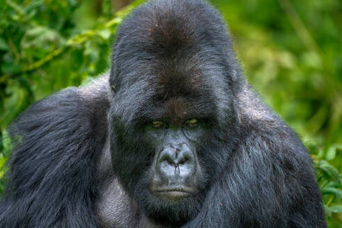 A Silverback mountain gorilla, a member of the Agasha family in the mountains of Volcanos National Park, Rwanda, Africa - RHPLF32709