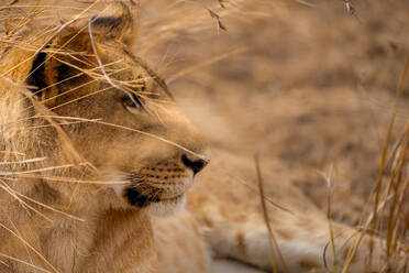 Adult female Lion (Panthera leo) in the Maasai Mara, Kenya, East Africa, Africa - RHPLF32710