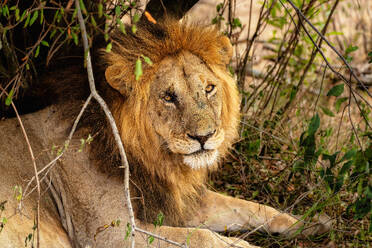 Adult male Lion (Panthera leo) in the Maasai Mara, Kenya, East Africa, Africa - RHPLF32711