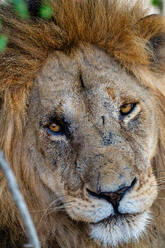 Head of an adult male Lion (Panthera leo) in the Maasai Mara, Kenya, East Africa, Africa - RHPLF32713