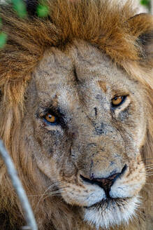 Head of an adult male Lion (Panthera leo) in the Maasai Mara, Kenya, East Africa, Africa - RHPLF32713