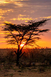 Sunrise behind a tree in the Maasai Mara, Kenya, East Africa, Africa - RHPLF32714