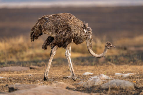 An Ostrich (Struthio), in the Maasai Mara, Kenya, East Africa, Africa - RHPLF32715