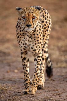 A male Cheetah (Acinonyx jubatus) in the Maasai Mara, Kenya, East Africa, Africa - RHPLF32716