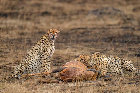 Male Cheetahs (Acinonyx jubatus) consuming an Antelope in the Maasai Mara, Kenya, East Africa, Africa - RHPLF32717