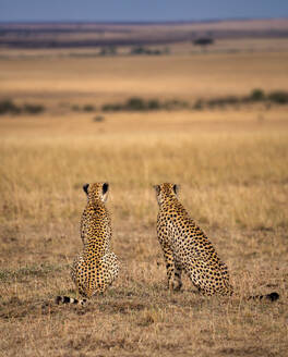 Male Cheetahs (Acinonyx jubatus) in the Maasai Mara, Kenya, East Africa, Africa - RHPLF32718