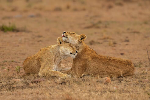 Two Lions (Panthera leo), embracing each other in the Maasai Mara, Kenya, East Africa, Africa - RHPLF32719