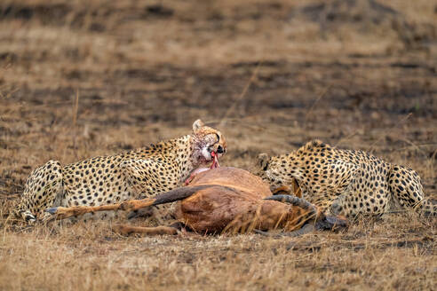 Male Cheetahs (Acinonyx jubatus) consuming an Antelope in the Maasai Mara, Kenya, East Africa, Africa - RHPLF32720