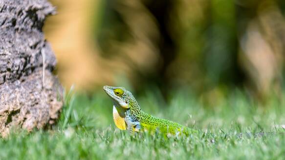 Antiguan Anole Lizard (Anolis Leachii), Bermuda, North Atlantic, North America - RHPLF32732