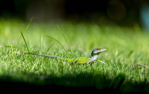 Antiguan Anole Lizard (Anolis Leachii), Bermuda, North Atlantic, North America - RHPLF32733