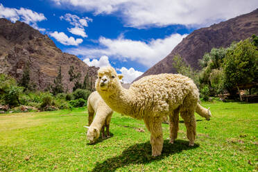 Alpaka in Ollantaytambo, Peru, Südamerika - RHPLF33050