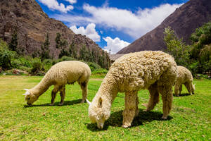 Alpaka in Ollantaytambo, Peru, Südamerika - RHPLF33051
