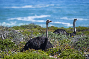 Strauß im Naturschutzgebiet am Kap der Guten Hoffnung, Kapstadt, Kaphalbinsel, Südafrika, Afrika - RHPLF33367