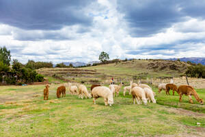 Llamas, Cusco, Peru, Südamerika - RHPLF33408