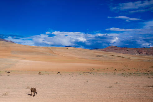 Peruanische Landschaft, Peru, Südamerika - RHPLF33452