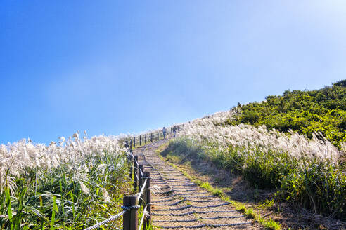 Silbergras, eine Besucherattraktion, wächst im Herbst auf dem Berg Saebyeol Oreum, Insel Jeju, Südkorea, Asien - RHPLF33473