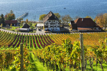 Weingut Haltnau, mit Weinbergen im Herbst, Bodensee, Meersburg, Oberschwaben, Baden-Württemberg, Deutschland, Europa - RHPLF33483