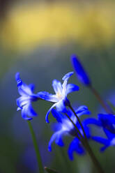 Blauer Frühlingskürbis in voller Blüte - JTF02403