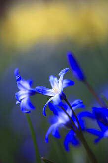 Blue squill flowers blooming in spring - JTF02403