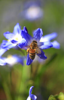 Bee feeding on blooming squill flower - JTF02404